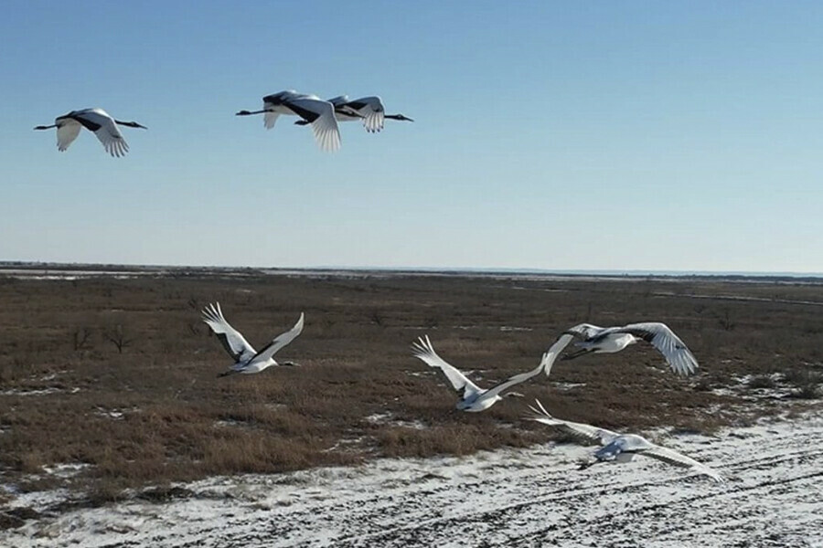 Снежинка нашла себе кавалера японские журавли пока остаются в Приамурье фото