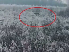 Соцсети недалеко от амурского села заметили тигра видео