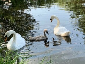 В Ивановке скончался первенец лебедей Петра и Февронии