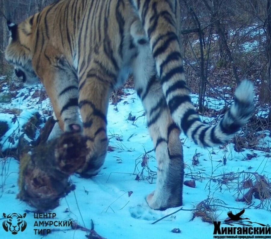 В Амурской области рядом с тигрицей Еленой обосновался хищный жених фото