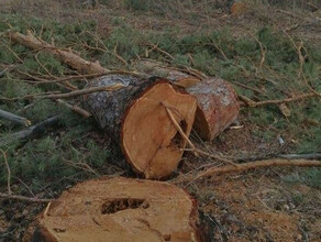 Больше 8 миллионов рублей ущерба нанесли лесам Амурской области черные лесорубы
