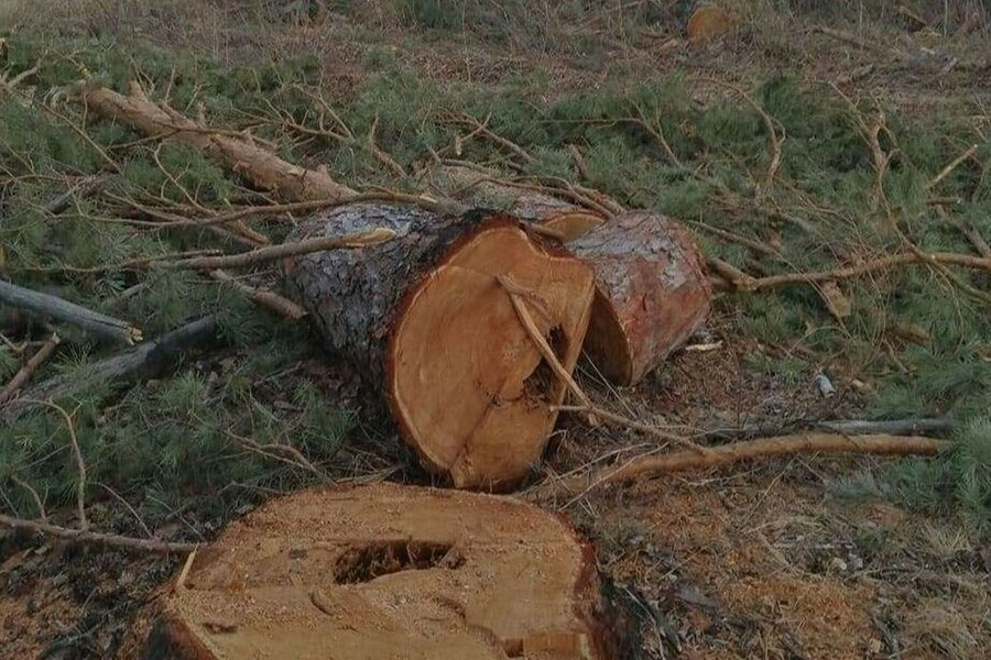 Больше 8 миллионов рублей ущерба нанесли лесам Амурской области черные лесорубы