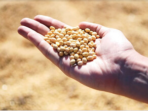 В Приамурье намолотили более 11 тысячи тонн сои Завершается сбор урожая 