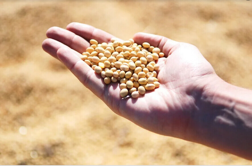 В Приамурье намолотили более 11 тысячи тонн сои Завершается сбор урожая 