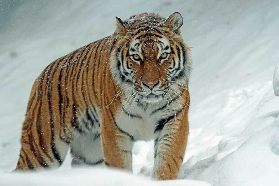 В Приамурье увидели следы тигра еще одного якобы сняли на видео в районе Тыгды Что говорят специалисты