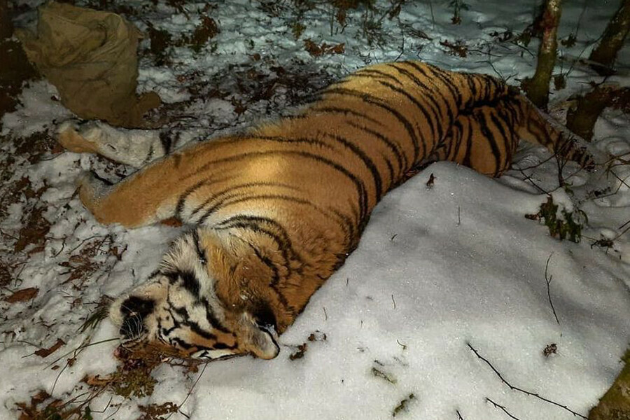Застреленного тигра нашли в лесном массиве возбуждено уголовное дело 