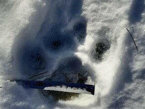 В Приамурье снова нашли следы тигра В охотуправлении рассказали где в регионе чаще всего появляются хищники фото видео