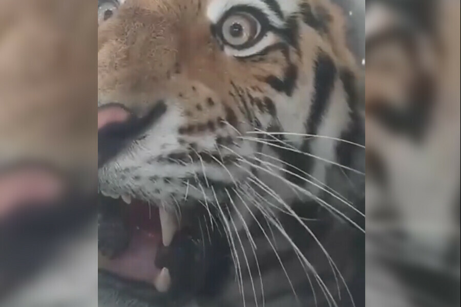В Приморье отловили тигра убившего 7 собак видео