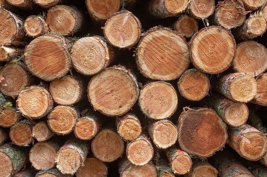 В Амурской области черный лесоруб вырубил деревья на 700 тысяч