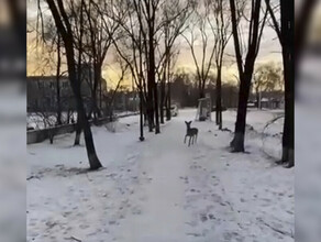 В Первомайский парк Благовещенска прибился детеныш косули видео