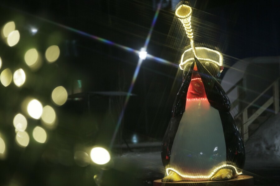 В Благовещенске появились пингвины играющие на музыкальных инструментах видео