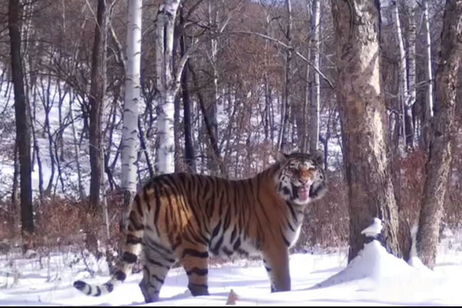 Активно метит территорию в Архаринский район пришел еще один тигр  видео