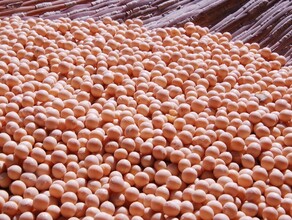 В Амурской области проверили и вывезли почти 170 тысяч тонн сои и 17 тысяч тонн пшеницы 