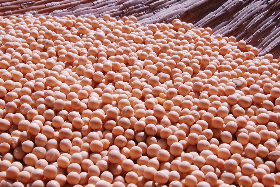 В Амурской области проверили и вывезли почти 170 тысяч тонн сои и 17 тысяч тонн пшеницы 