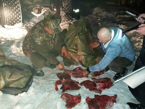 В Амурской области в лесу обнаружен вездеход полный мяса За рулем  бывший представитель власти видео