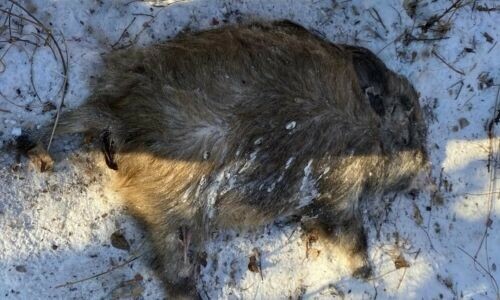 В амурском Циолковском объявились дикие больные кабаны