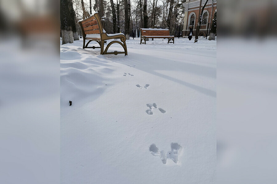 Погода в Амурской области переходит на зимний режим прогноз на 14 декабря