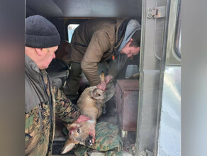 В Зее косуля сломала об забор рога видео