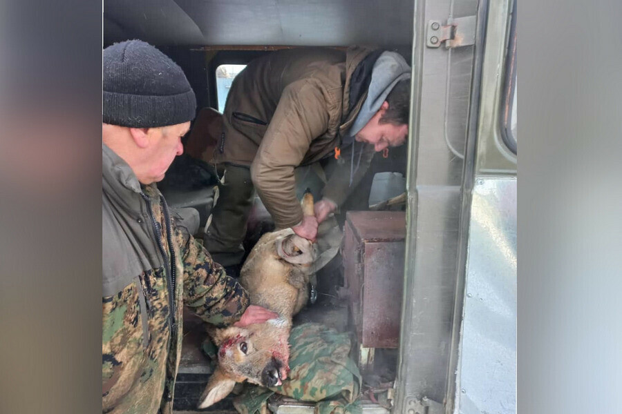 В Зее косуля сломала об забор рога видео