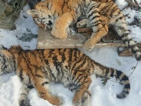 Двух мертвых тигрят обнаружили под крыльцом жилого дома в Хабаровском крае