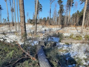 Черные лесорубы лишают амурчан электричества