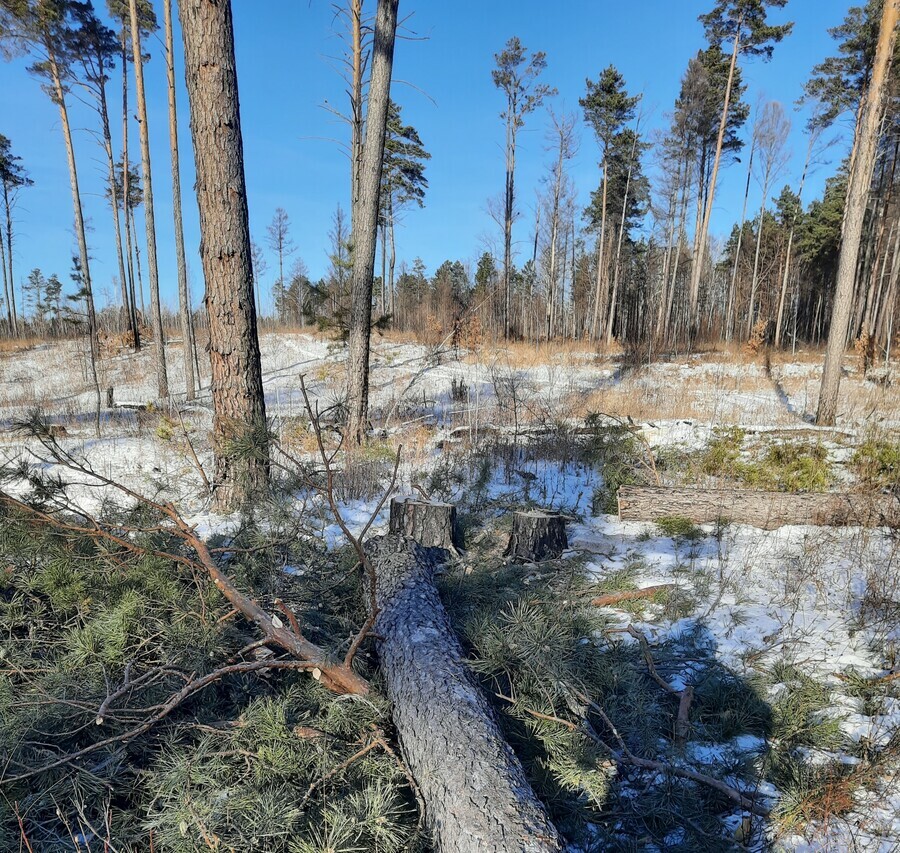 Черные лесорубы лишают амурчан электричества