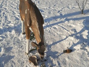 В Благовещенске подростки повоевали с оленем Это попало на камеры видеонаблюдения видео