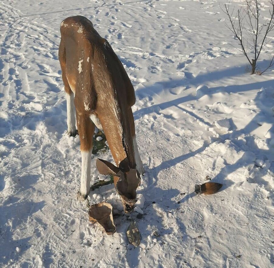 В Благовещенске подростки повоевали с оленем Это попало на камеры видеонаблюдения видео