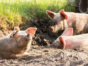 Амурских свиноводов предупреждают о приближении к области африканской чумы
