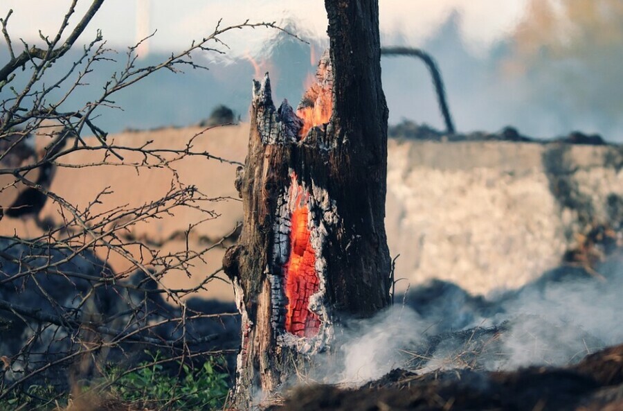 В Амурской области руководитель лесхоза получил деньги за тушение пожара которого не было 