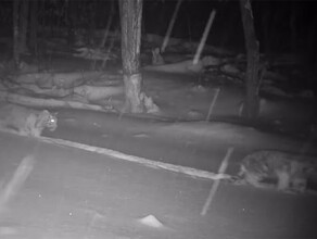 Тигрята мамы Светлой родившиеся в 2021 году в будущем могут поселиться в Амурской области видео