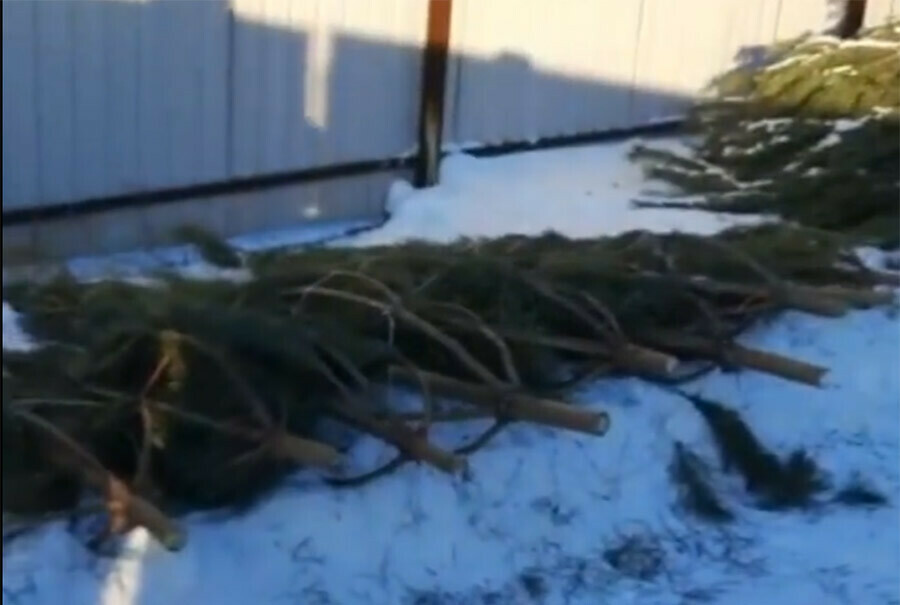 Амурчане незаконно нарубили елки на сумму свыше 9 000 рублей