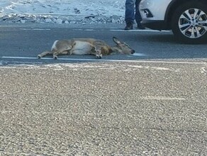 Соцсети в Зее косуля бросилась под колеса автомобиля и погибла Водителю грозит крупный штраф видео