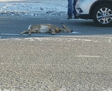 Соцсети в Зее косуля бросилась под колеса автомобиля и погибла Водителю грозит крупный штраф видео