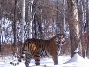 В Амурской области бродят четыре неизвестных тигра