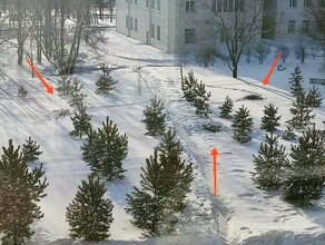 В Райчихинске не продавали живые елки Местные жители срубили городские