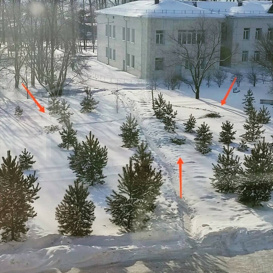 В Райчихинске не продавали живые елки Местные жители срубили городские