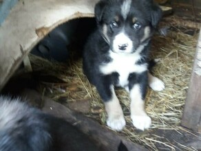Замуровал собаку со щенками заживо Полиция Райчихинска не посчитала это жестоким обращением с животными