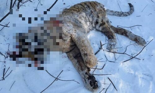 В Приморье нашли убитого тигренка на теле следы от пуль