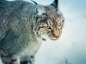 Я не буду ее ловить в микрорайоне Благовещенска заметили рысь