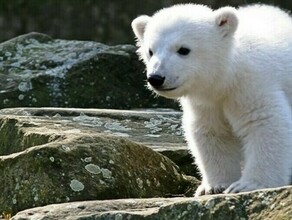 Амурские школьники могут выиграть путешествие в Московский зоопарк