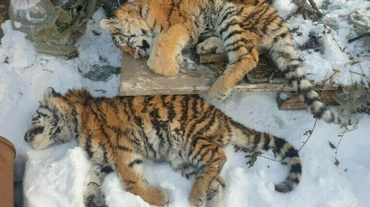Названа причина смерти двух тигрят найденных под крыльцом жилого дома в Хабаровском крае