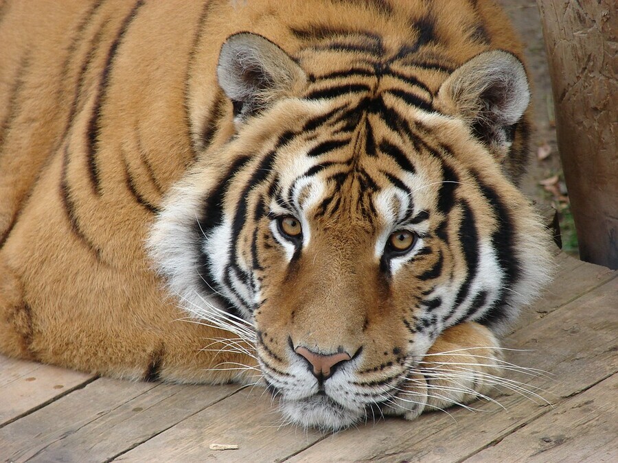 Молодого тигра могут весной привезти в Амурскую область из Приморья 