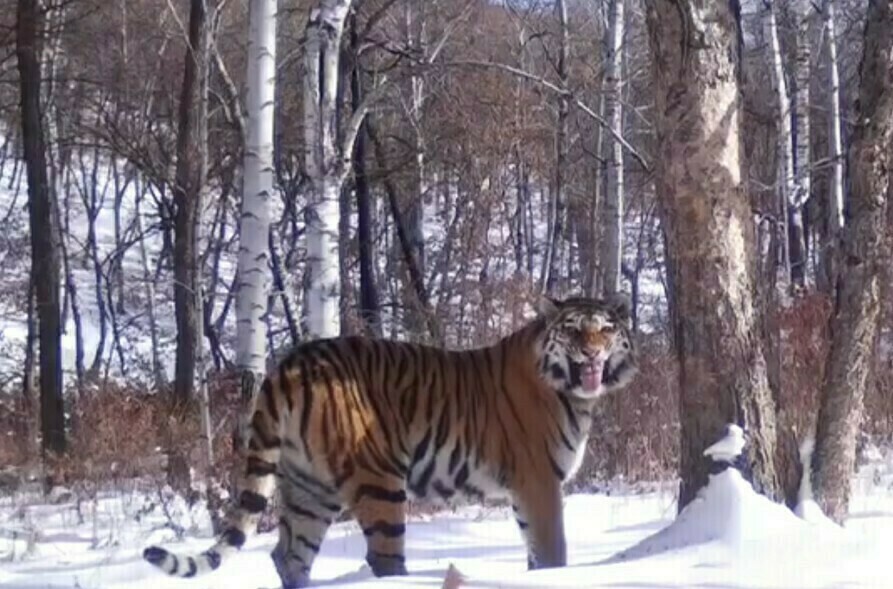 Полосатая нарушительница границ тигрица Амба ушла в Китай