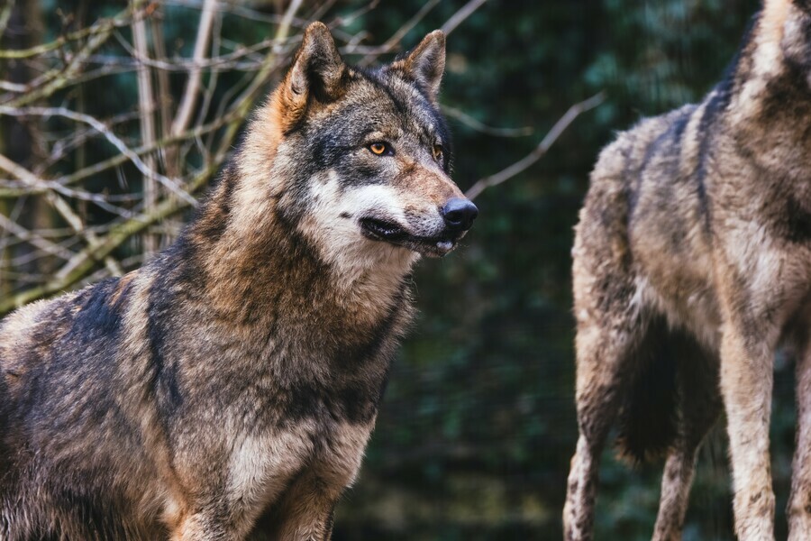 В Амурской области хотят увеличить вознаграждение за убийство волков в два раза