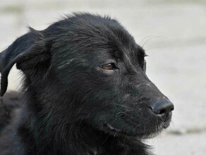 В Белогорске по поручению мэра жителям бесплатно раздадут ловушки для отлова собак