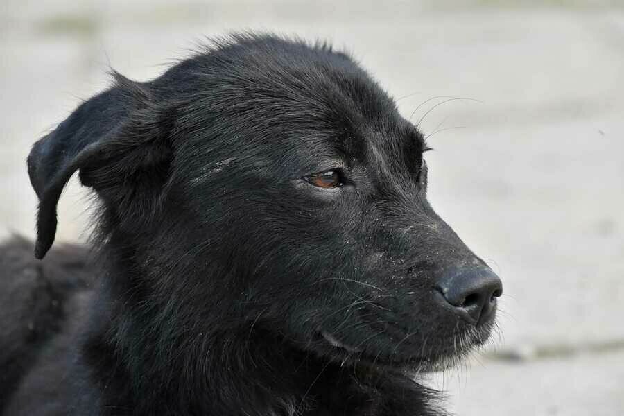 В Белогорске по поручению мэра жителям бесплатно раздадут ловушки для отлова собак