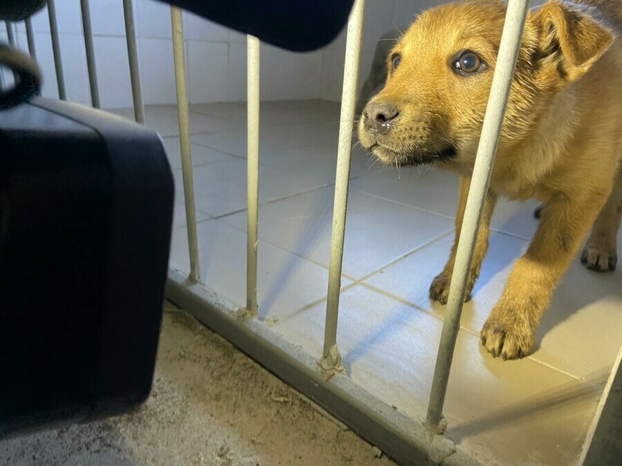 В район Благовещенска где собаки напали на школьницу выехала служба по отлову безнадзорных животных