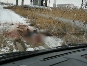 Новая жертва бродячих собак стая загрызла мужчину который шел утром на работу фото 18