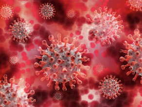 Новый потенциально опасный для людей коронавирус выявили в ЮАР